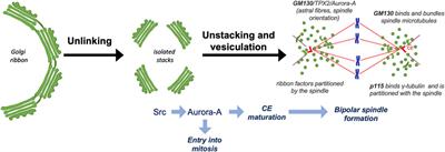 Structural Organization and Function of the Golgi Ribbon During Cell Division